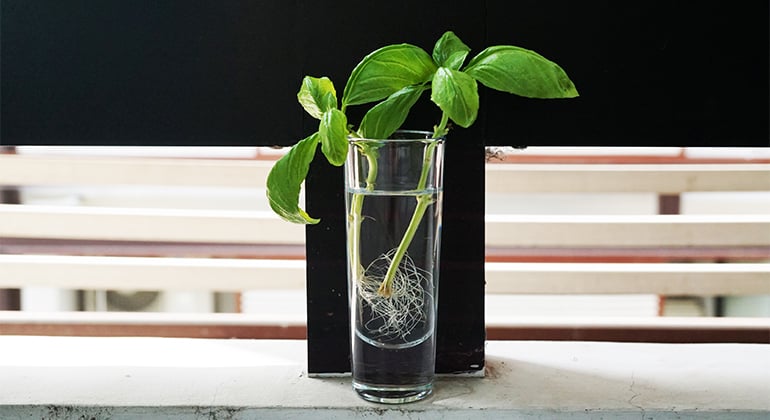 plant growing in glass